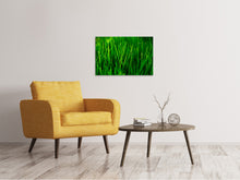Load image into Gallery viewer, Canvas print Grass With Morning Dew