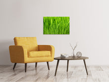 Load image into Gallery viewer, Canvas print Grass In Morning Dew