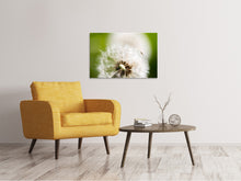 Load image into Gallery viewer, Canvas print Blowball Dandelion
