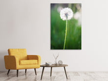 Load image into Gallery viewer, Canvas print Dandelion
