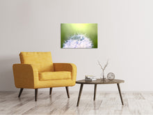 Load image into Gallery viewer, Canvas print Dandelion XL In Morning Dew