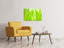 Load image into Gallery viewer, Canvas print Grass XXL