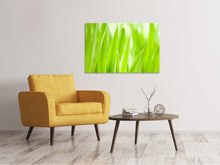 Load image into Gallery viewer, Canvas print Grass XXL