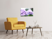 Load image into Gallery viewer, Canvas print Hydrangeas