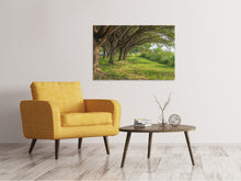 Load image into Gallery viewer, Canvas print Mature Trees