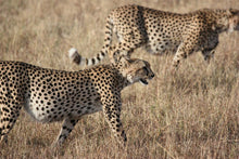 Load image into Gallery viewer, Photo Wallpaper 2 leopards
