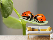 Load image into Gallery viewer, Photo Wallpaper 2 ladybirds