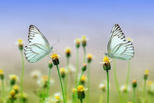 Load image into Gallery viewer, Photo Wallpaper 2 butterflies