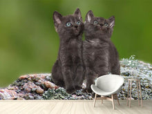 Load image into Gallery viewer, Photo Wallpaper 2 black cats babies