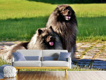 Load image into Gallery viewer, Photo Wallpaper 2 Wolfsspitz