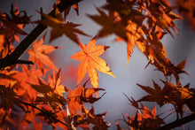 Load image into Gallery viewer, Photo Wallpaper Maple leaves in autumn