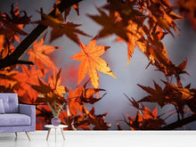 Load image into Gallery viewer, Photo Wallpaper Maple leaves in autumn