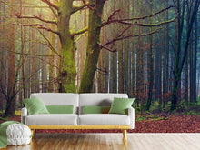 Load image into Gallery viewer, Photo Wallpaper Alone in the woods