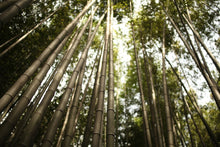 Load image into Gallery viewer, Photo Wallpaper Arashiyama Japan