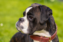 Load image into Gallery viewer, Photo Wallpaper Attentive boxer