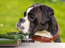 Load image into Gallery viewer, Photo Wallpaper Attentive boxer