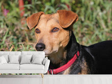 Load image into Gallery viewer, Photo Wallpaper Attentive dog