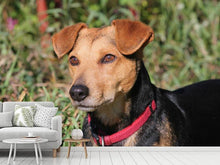 Load image into Gallery viewer, Photo Wallpaper Attentive dog