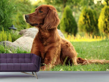 Load image into Gallery viewer, Photo Wallpaper Attentive Irish Setter