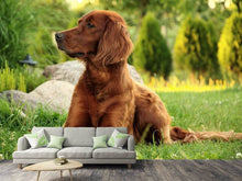 Load image into Gallery viewer, Photo Wallpaper Attentive Irish Setter