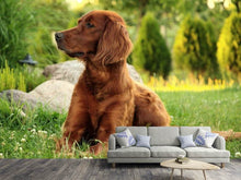 Load image into Gallery viewer, Photo Wallpaper Attentive Irish Setter