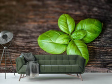 Load image into Gallery viewer, Photo Wallpaper Basil leaf in XXL