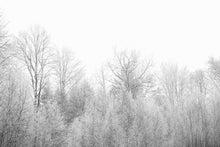 Load image into Gallery viewer, Photo Wallpaper Birches in the snow