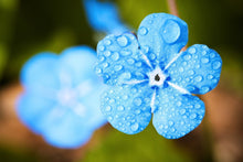 Load image into Gallery viewer, Photo Wallpaper Blue flower with morning dew