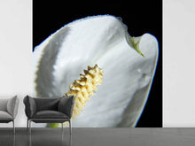 Load image into Gallery viewer, Photo Wallpaper Calla Close up in white