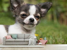 Load image into Gallery viewer, Photo Wallpaper Chihuahua to fall in love