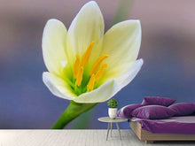 Load image into Gallery viewer, Photo Wallpaper Close up yellow blossom