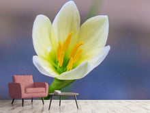 Load image into Gallery viewer, Photo Wallpaper Close up yellow blossom