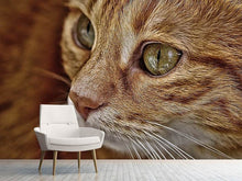 Load image into Gallery viewer, Photo Wallpaper Close up cat's head