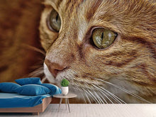Load image into Gallery viewer, Photo Wallpaper Close up cat's head