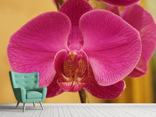 Load image into Gallery viewer, Photo Wallpaper Close up orchid in pink