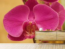 Load image into Gallery viewer, Photo Wallpaper Close up orchid in pink
