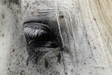 Load image into Gallery viewer, Photo Wallpaper The eye of the horse