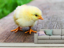 Load image into Gallery viewer, Photo Wallpaper The chick
