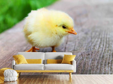 Load image into Gallery viewer, Photo Wallpaper The chick
