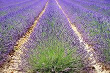 Load image into Gallery viewer, Photo Wallpaper The lavender field