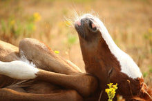 Load image into Gallery viewer, Photo Wallpaper The sleeping horse