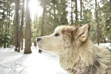 Load image into Gallery viewer, Photo Wallpaper The Alaskan Malamute