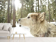 Load image into Gallery viewer, Photo Wallpaper The Alaskan Malamute