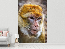 Load image into Gallery viewer, Photo Wallpaper The Barbary macaque