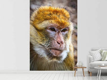 Load image into Gallery viewer, Photo Wallpaper The Barbary macaque
