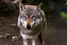 Load image into Gallery viewer, Photo Wallpaper The evil wolf