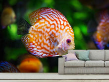Load image into Gallery viewer, Photo Wallpaper The discus fish