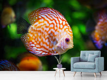 Load image into Gallery viewer, Photo Wallpaper The discus fish