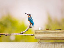 Load image into Gallery viewer, Photo Wallpaper The kingfisher