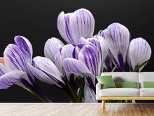 Load image into Gallery viewer, Photo Wallpaper The crocus